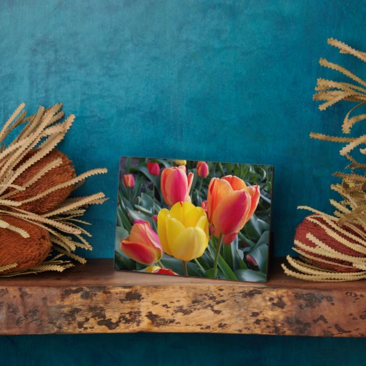 Rotes und gelbes Tulips Rock Garden Foto Fotoplatte (Seite)