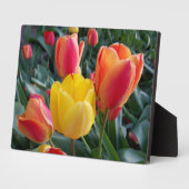Rotes und gelbes Tulips Rock Garden Foto Fotoplatte (Seite)
