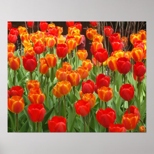 Rotes und orangefarbenes Lollipop-Poster Poster (Vorne)