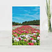 Rotes und weißes Mohnfeld Karte (Vorderseite)