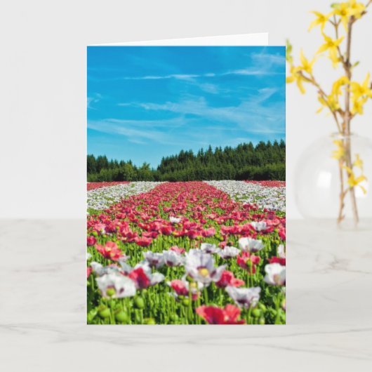 Rotes und weißes Mohnfeld Karte (Gelbe Blume)