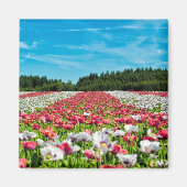 Rotes und weißes Mohnfeld Magnet (Vorne)