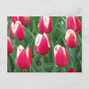 Rotes und weißes Tulip-Feld Postkarte