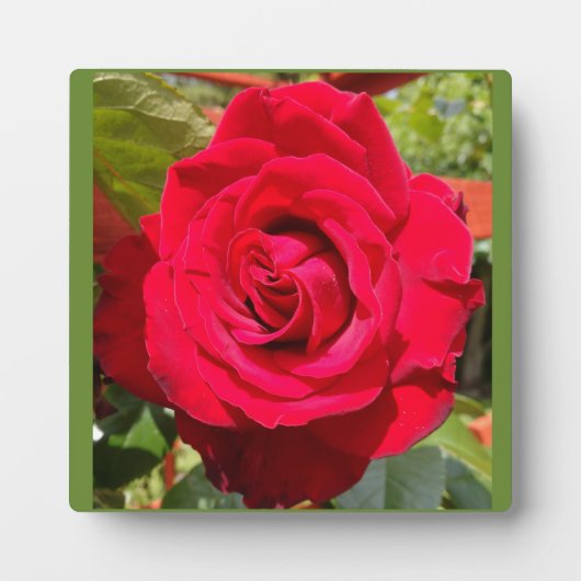 Rotes Velvet Fotoplatte (Vorderseite)