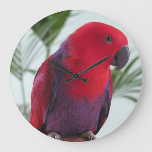 Rotes weibliches Haustier Uhr schönen Eclectus