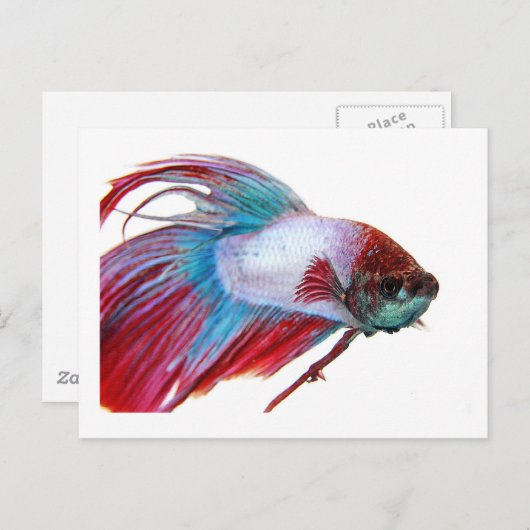 Rotes Weiß und Blau (Fisch auf weißem Hintergrund) Postkarte (Vorne/Hinten)