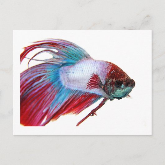 Rotes Weiß und Blau (Fisch auf weißem Hintergrund) Postkarte (Vorderseite)