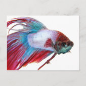 Rotes Weiß und Blau (Fisch auf weißem Hintergrund) Postkarte (Vorderseite)