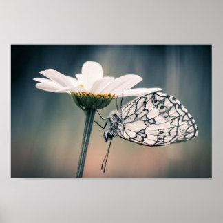 Rotfaltenposter Poster