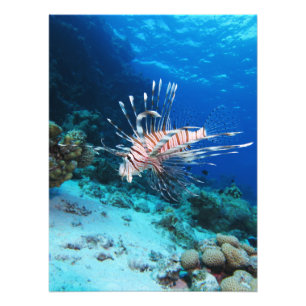 Rotfeuerfisch oder Pterois Miles, Riff-Fisch des O Fotodruck