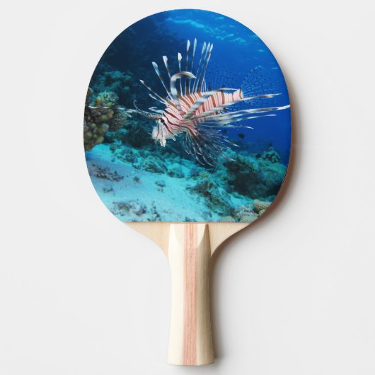 Rotfeuerfisch oder Pterois Miles, Riff-Fisch des O Tischtennis Schläger (Vorderseite)
