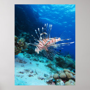 Rotfeuerfisch oder Pterois Miles, Riff-Fisch Poster