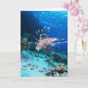 Rotfisch oder Pterois Miles, Korallenriff-Fisch Karte