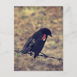 Rotflügel-Amsel auf Stacheldraht Postkarte