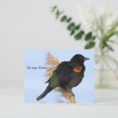 Rotflügel-Rotamsel-Postkarte Postkarte (Stehend Vorderseite)