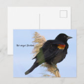 Rotflügel-Rotamsel-Postkarte Postkarte (Vorne/Hinten)