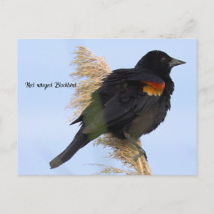 Rotflügel-Rotamsel-Postkarte Postkarte