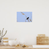 Rotflügel-Rotstaar-Fotoplakat Poster (Küche)