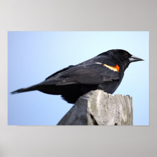Rotflügel-Rotstaar-Fotoplakat Poster