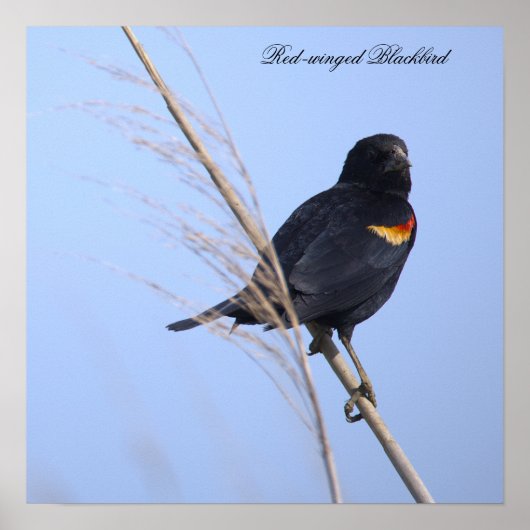 Rotflügel-Rotstaar-Fotoplakat Poster (Vorne)