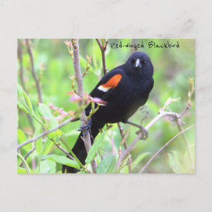 Rotflügel-Rotstärling-Postkarte Postkarte