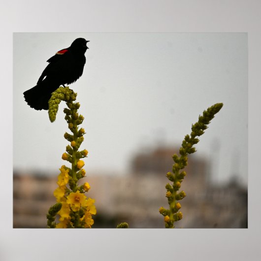 Rotflügel-Rotstauber auf Blumen Poster (Vorne)
