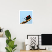 Rotflügel-Schwarzdrossel Poster (Heimbüro)