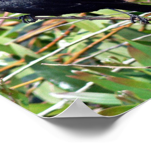 Rotflügge Poster (Ecke)