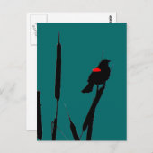 Rotflügge, Schwarzvogel und Katzen-Schwanz Postkarte (Vorne/Hinten)