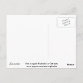 Rotflügge, Schwarzvogel und Katzen-Schwanz Postkarte (Rückseite)