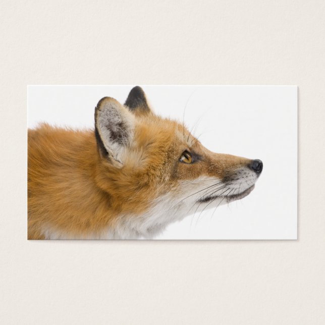 Rotfuchs (Vorderseite)