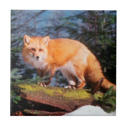 Rotfuchs auf einem Baumstamm Fliese (Vorderseite)