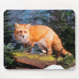 Rotfuchs auf einem Baumstamm Mousepad