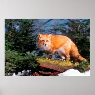 Rotfuchs auf einem Baumstamm Poster