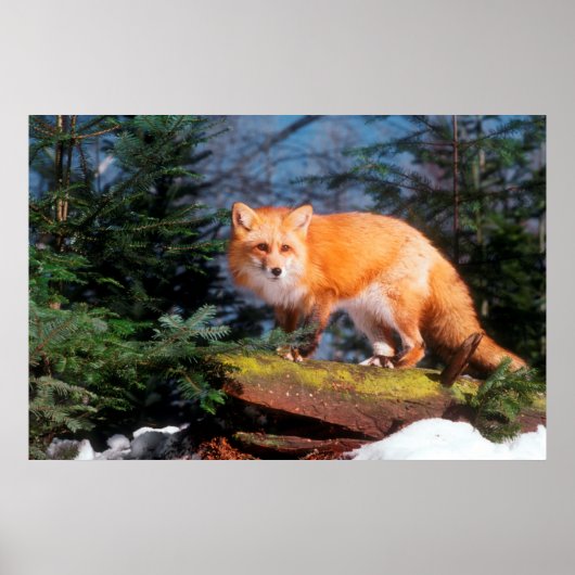 Rotfuchs auf einem Baumstamm Poster (Vorne)