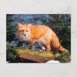 Rotfuchs auf einem Baumstamm Postkarte