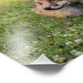 Rotfuchs auf einem Bettsockel aus Klee (horizontal Fotodruck (Ecke)