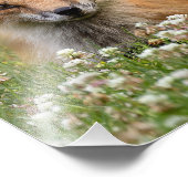 Rotfuchs auf einem Bettsockel Fotodruck (Ecke)