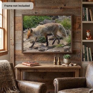 Rotfuchs auf einem felsigen Pfad - Wildlife-Fotogr Poster