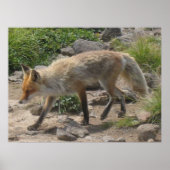 Rotfuchs auf einem felsigen Pfad - Wildlife-Fotogr Poster (Vorne)