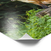 Rotfuchs auf einem Sockel Fotodruck (Ecke)