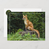 Rotfuchs auf einem Sockel Postkarte (Vorne/Hinten)