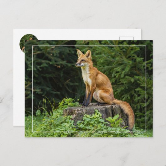 Rotfuchs auf einem Sockel Postkarte (Vorne/Hinten)