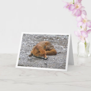 Rotfuchs auf Straße Karte