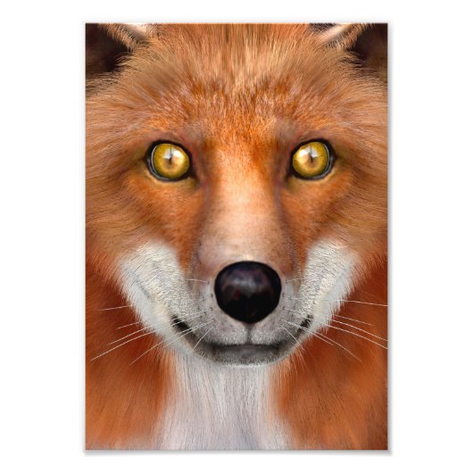 Rotfuchs Fotodruck (Vorne)
