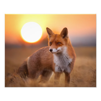 Rotfuchs Fotodruck