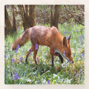 Rotfuchs Friedliche Waldszene Blaue Glockenblumenb Glasuntersetzer