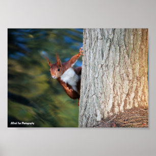 Rotfuchs-Hörnchen-Porträt Poster