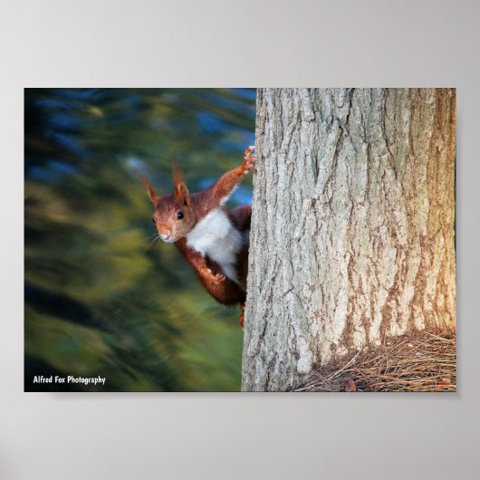 Rotfuchs-Hörnchen-Porträt Poster (Vorne)