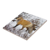 Rotfuchs im Schnee im Winter Fliese (Seite)